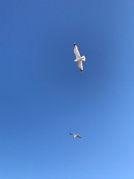 Low angle view of airplane flying in sky