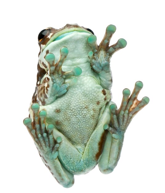 Low angle view of Amazon Milk Frog Trachycephalus resinifictrix in front of white background