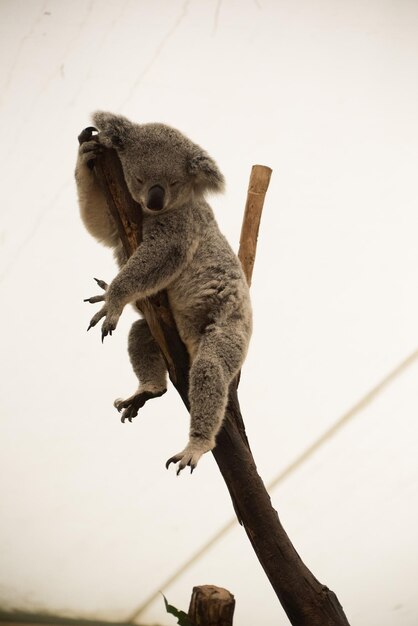 Low angle view of an animal on branch