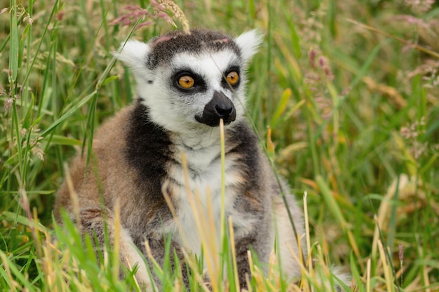 Photo low angle view of animal grazing on grassy field