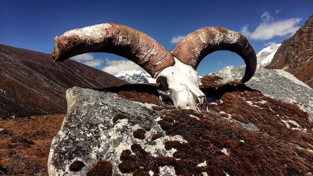 Foto vista a basso angolo del cranio di un animale sulla roccia