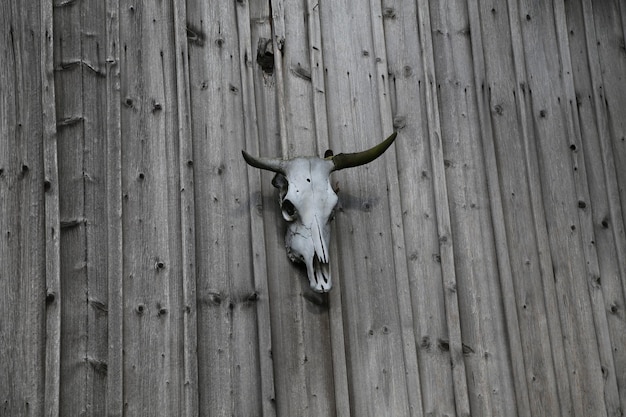 Low angle view of animal skull