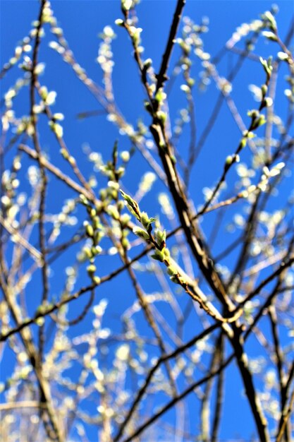 Low angle view of apple blossoms against blue sky