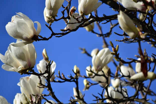 Low angle view of apple blossoms against sky