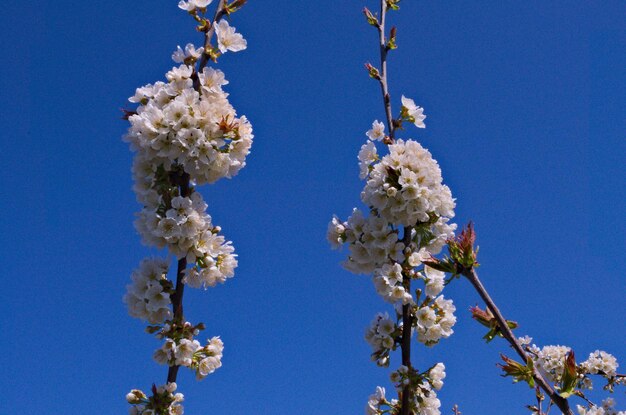 Low angle view of apple blossoms in spring against blue sky