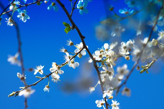 Low angle view of apple blossoms in spring against blue sky