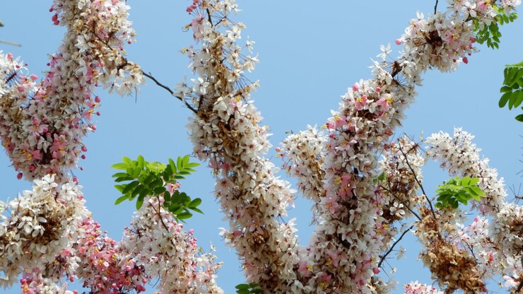 Low angle view of apple blossoms in spring against sky