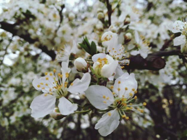 Photo low angle view of apple blossoms in spring
