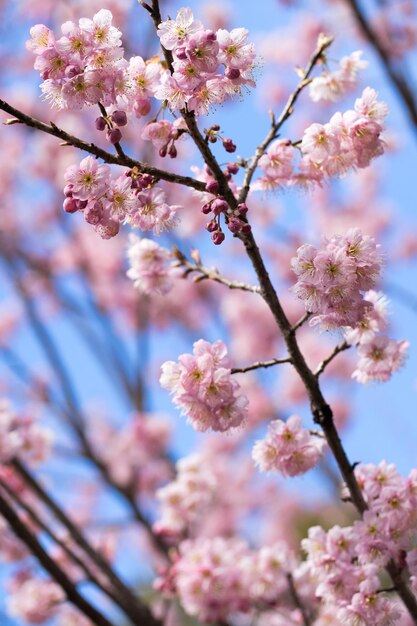 Low angle view of apple blossoms in spring