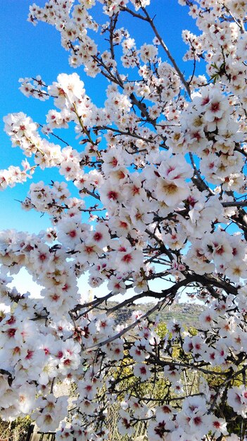 Low angle view of apple blossoms in spring