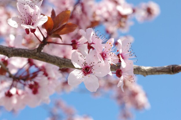 Low angle view of apple blossoms in spring