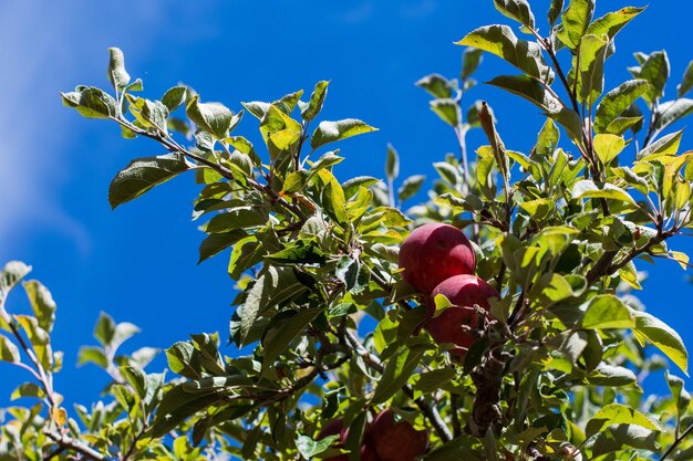 Low angle view of apple tree against blue sky