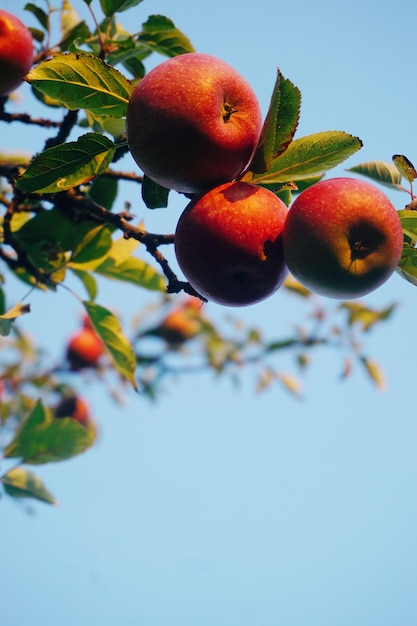 Foto vista a bassa angolazione delle mele che crescono sull'albero