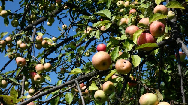 Foto vista a bassa angolazione delle mele sull'albero