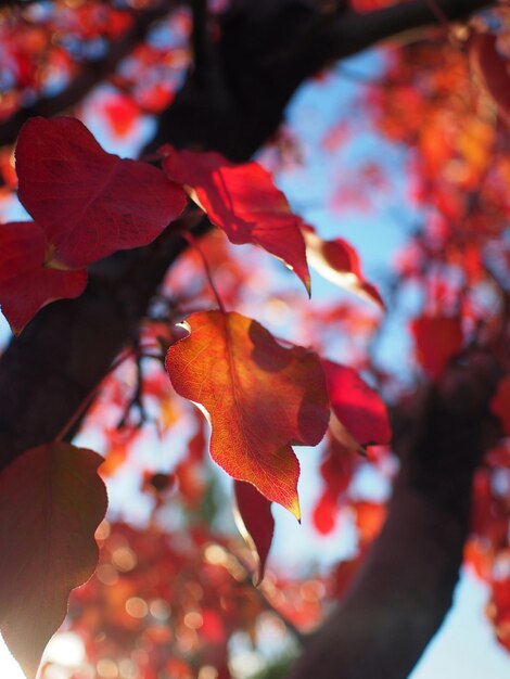 Foto vista a basso angolo delle foglie d'autunno contro il cielo