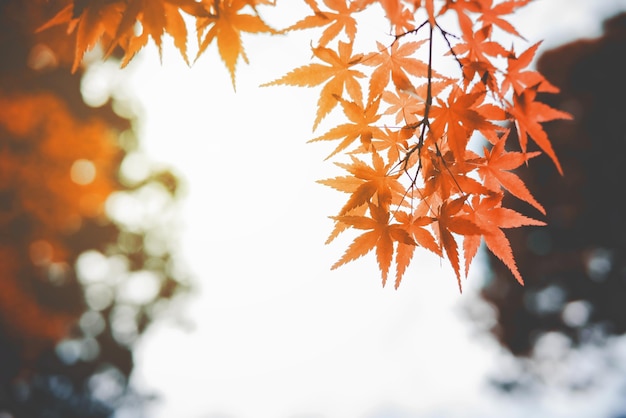 木の秋の葉の低角度の眺め