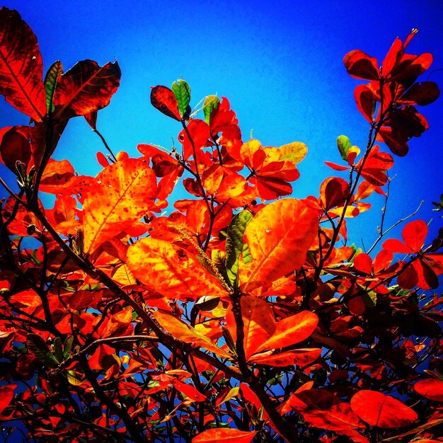 Photo low angle view of autumn leaves