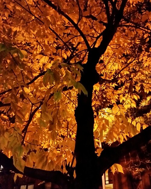 Low angle view of autumn leaves