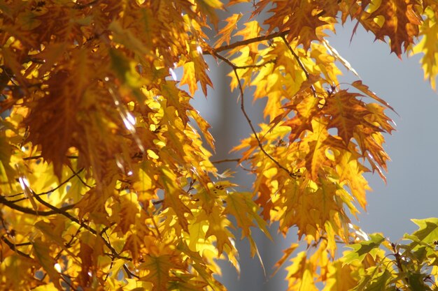 Low angle view of autumn leaves