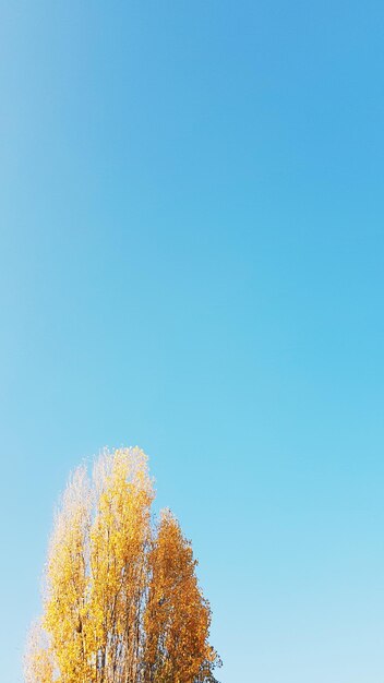 Low angle view of autumn tree against clear blue sky