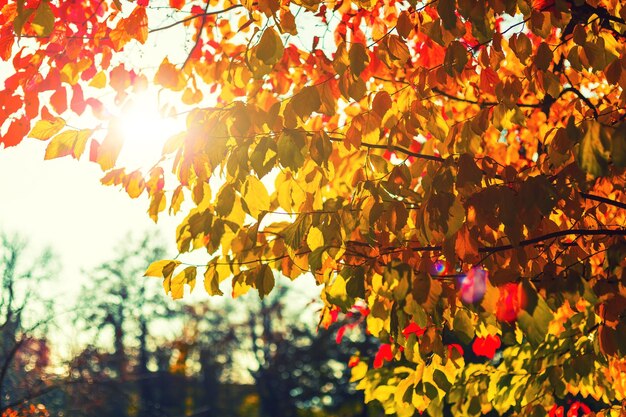 Low angle view of autumn tree against sky