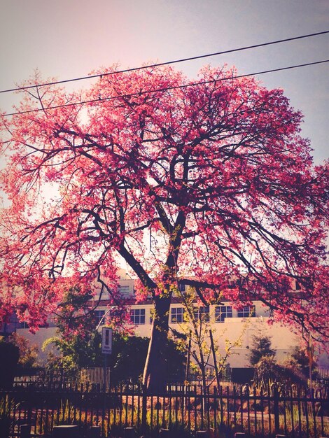 Foto vista a basso angolo dell'albero d'autunno contro il cielo