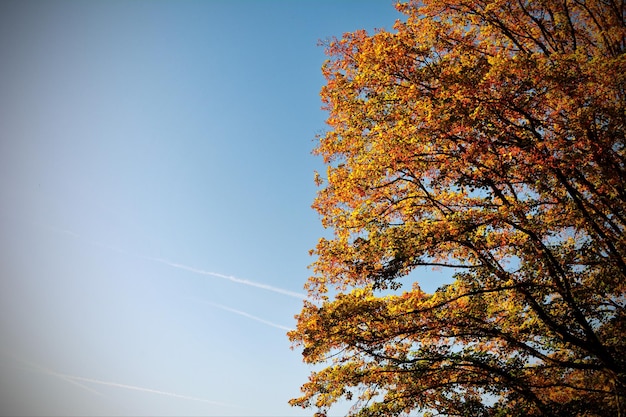 空に照らされた秋の木の低角度の景色
