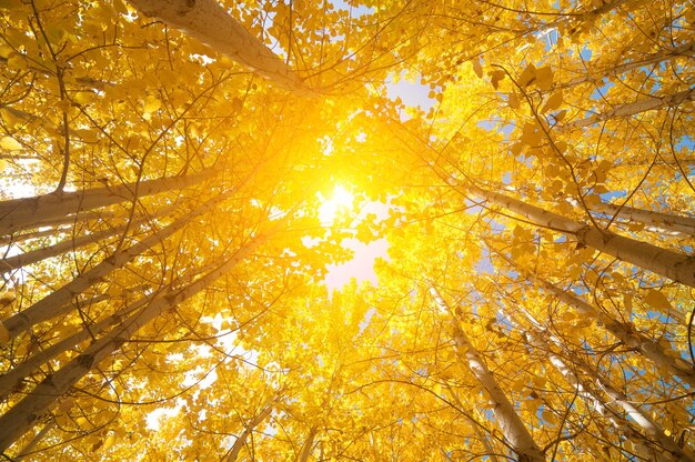 Low angle view of autumn tree against sky