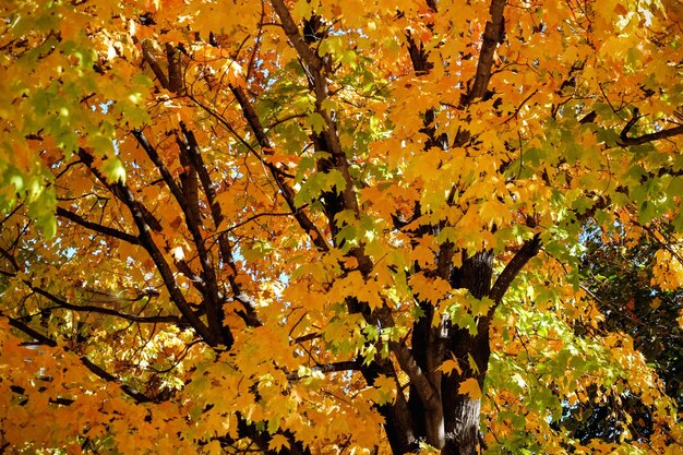 Low angle view of autumn tree in forest