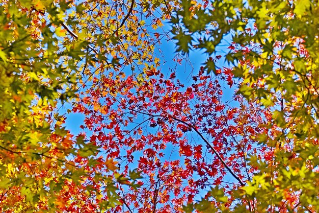 Low angle view of autumn trees against blue sky