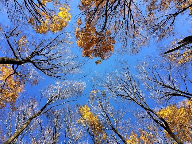 空に照らして成長する秋の木の低角度の景色