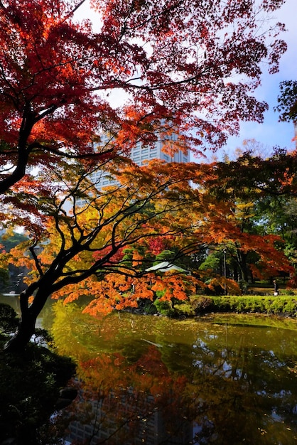 湖の秋の木の低角度の眺め