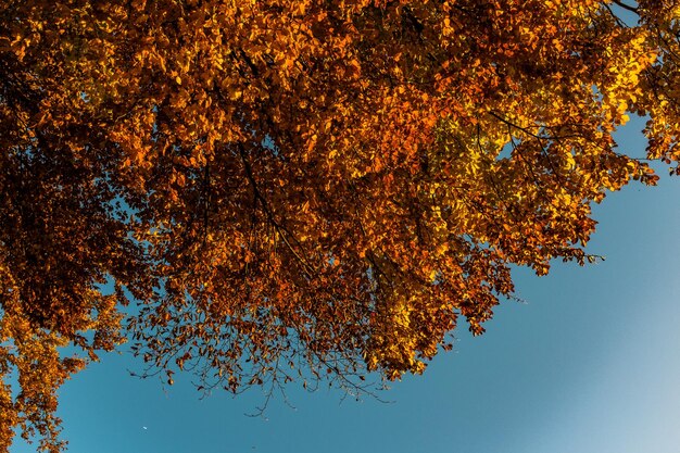 Foto veduta a basso angolo degli alberi autunnali