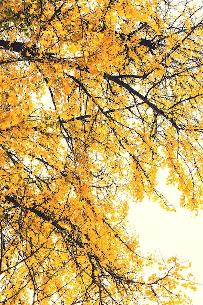 Photo low angle view of autumn trees