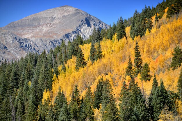 Low angle view of autumn trees