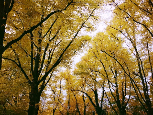 Photo low angle view of autumn trees