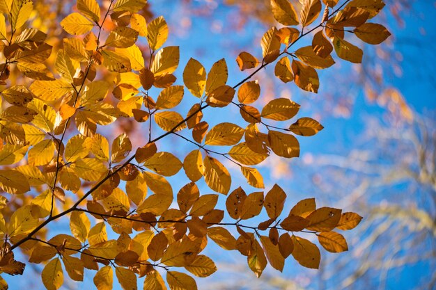 Photo low angle view of autumnal leaves against sky