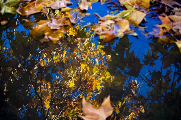 Low angle view of autumnal leaves in water