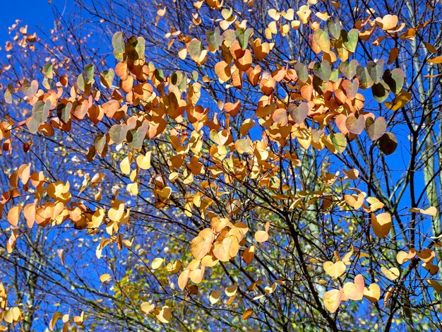 Low angle view of autumnal tree against blue sky