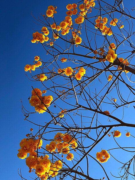 Low angle view of autumnal tree against blue sky