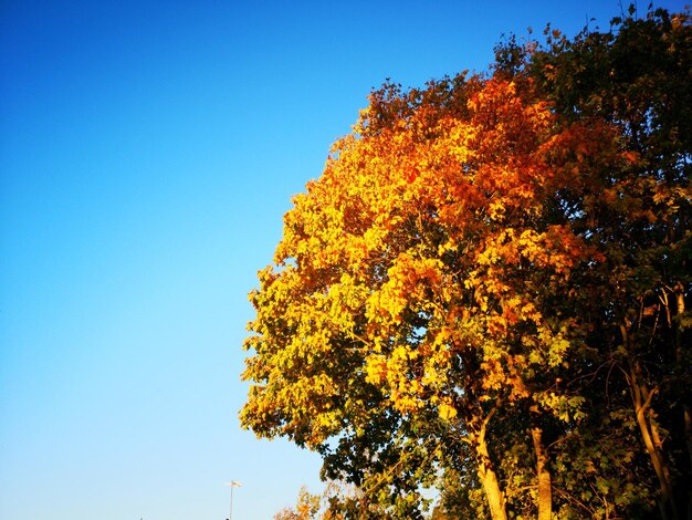 Low angle view of autumnal tree against clear blue sky