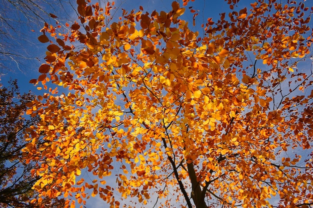 Photo low angle view of autumnal tree against sky