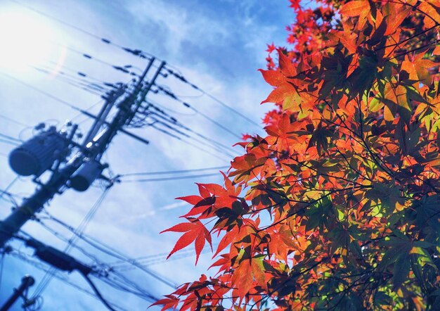 Foto vista a basso angolo dell'albero autunnale contro il cielo