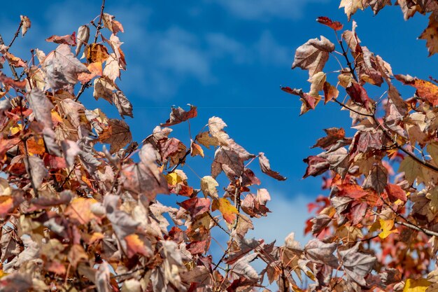 Low angle view of autumnal tree against sky