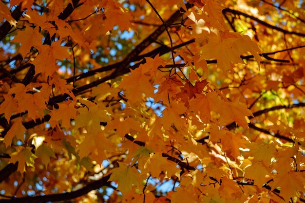 Low angle view of autumnal tree against sky