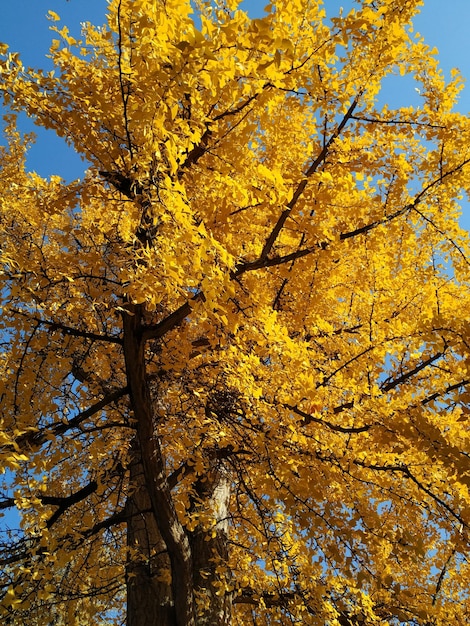 空に照らされた秋の木の低角度の景色