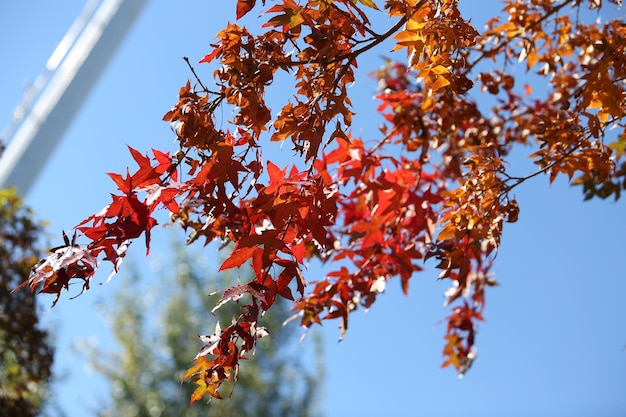 Low angle view of autumnal tree against sky