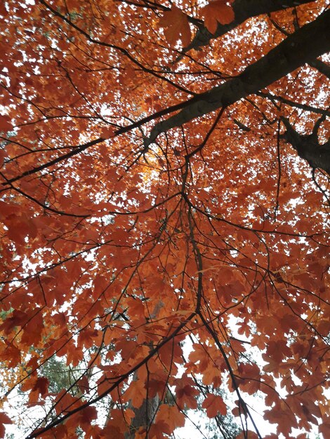 Low angle view of autumnal tree