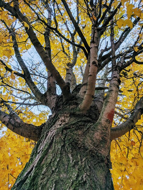 Foto vista ad angolo basso dell'albero autunnale