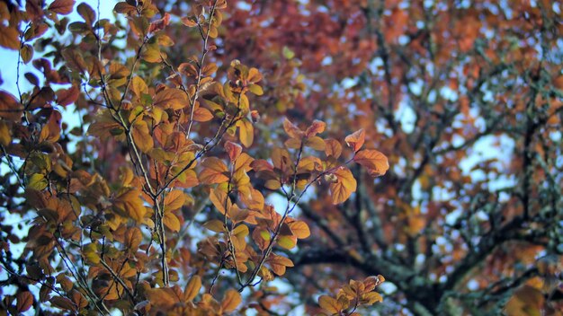 Low angle view of autumnal tree